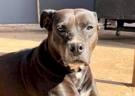 De check-up a ambientes adaptados, c&atilde;es idosos exigem cuidados