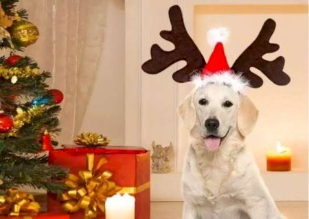 N&atilde;o dispensa decora&ccedil;&atilde;o? Veja como distrair os pets e evitar a destrui&ccedil;&atilde;o