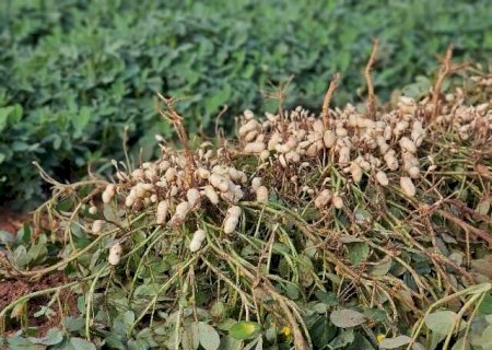 MS n&atilde;o &eacute; s&oacute; terra do boi, da celulose, soja e laranja; tamb&eacute;m &eacute; do amendoim