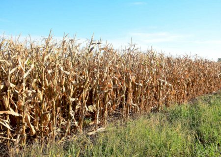 Governo de MS anuncia incentivo de R$ 14,4 milhões ao agronegócio