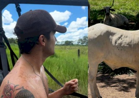 Luan Santana é acusado de ‘crueldade’ após expor gado de sua fazenda em Mato Grosso do Sul