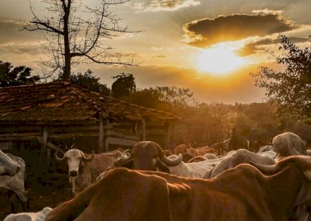 Em MS, para cada habitante há 6 cabeças de gado