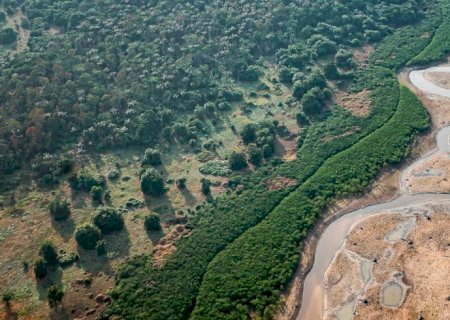 Pesquisa com bactérias na Amazônia pode desenvolver novos medicamentos