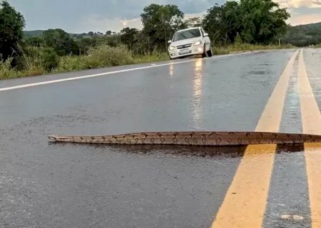 Jiboia chama atenção ao atravessar rodovia em Bonito