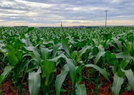 MS se aproxima da conclus&atilde;o do plantio de milho com 2,04 milh&otilde;es de hectares