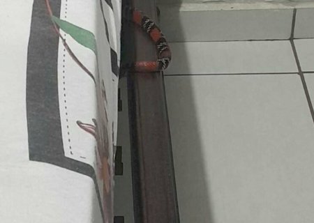Cobra coral é encontrada em cima de cama em Dourados