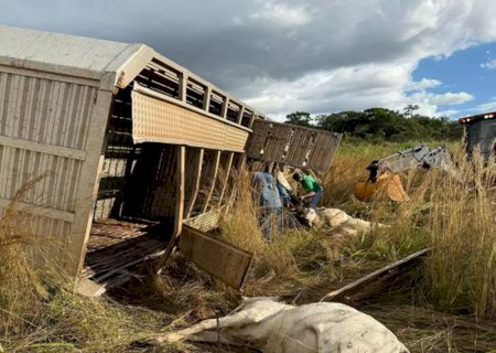 Carreta com 101 bezerros tomba na MS-436 e motorista fica em estado grave