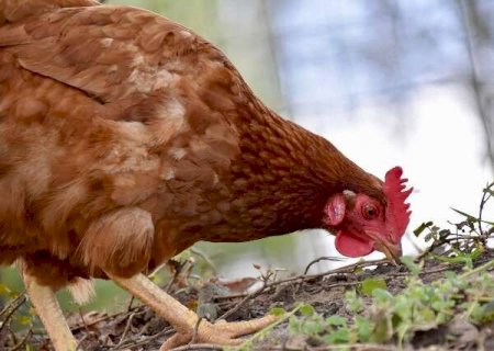 Segundo caso suspeito de gripe avi&aacute;ria no Estado &eacute; investigado em Jardim