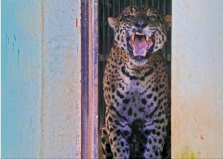 Conheça instituto que vai abrigar onça que matou caseiro no Pantanal