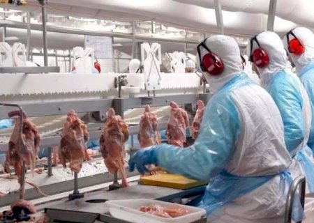 Tr&ecirc;s frigor&iacute;ficos de MS t&ecirc;m exporta&ccedil;&atilde;o de frango suspensa pela China