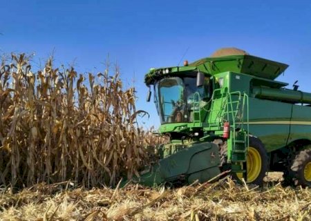 Colheita do milho atrasa e atinge apenas 20% da &aacute;rea plantada