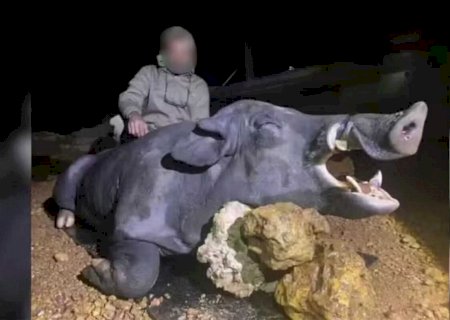 Javali gigante com cerca de 250 kg é abatido por caçadores em MG