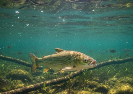 O peixe que nada 43km em 24 Horas e outras curiosidades da piracema