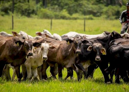 Agro perde espa&ccedil;o no mercado de trabalho e servi&ccedil;os assumem lideran&ccedil;a no Pa&iacute;s