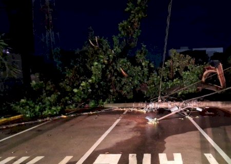 Temporal derruba 32 árvores e causa estragos na cidade de Dourados