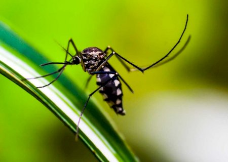 Prefeitura confirma 8ª morte por chikungunya em Dourados; procura por vacina é baixa