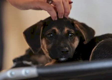 Lei define regras para guarda compartilhada de pets após separação