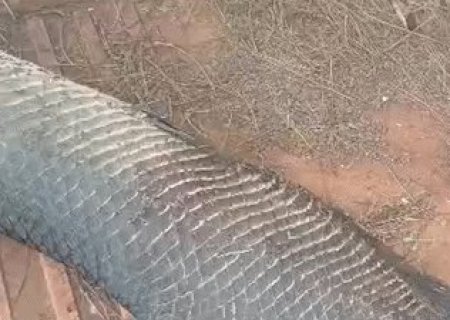 Pirarucu de quase 2 metros aparece morto em cal&ccedil;ada do Rita Vieira