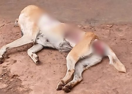Cadela é torturada até a morte na Vila Piratininga, em Campo Grande