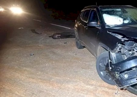 Anta atravessa rodovia e destrói frente de SUV em acidente na BR-267