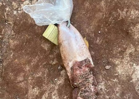 Jovem recebe língua de vaca com cadeado em frente de casa no Paraguai