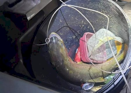Pescador é flagrado com dourado e acaba multado em R$ 5,5 mil