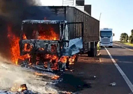 Bois transportados para abate são soltos na MS-395 após carreta pegar fogo