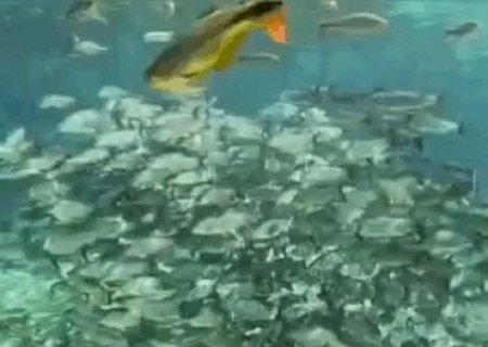 Beleza cristalina dos rios de Bonito esconde redu&ccedil;&atilde;o perigosa de esp&eacute;cies