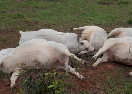Cabo de alta tensão se rompe, mata touros e causa prejuízo de R$ 160 mil em MS>